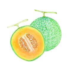 赤肉メロン　果物 断面　水彩 イラスト