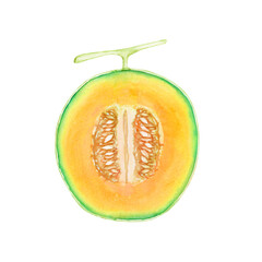 赤肉メロン　果物 断面　水彩 イラスト