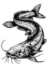 Obraz premium Detailed Traditional Ink Drawing of a Catfish