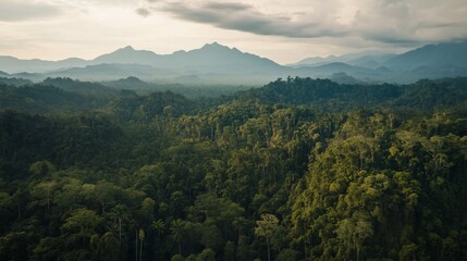 Lush green rainforest canopy stretching towards hazy mountain peaks