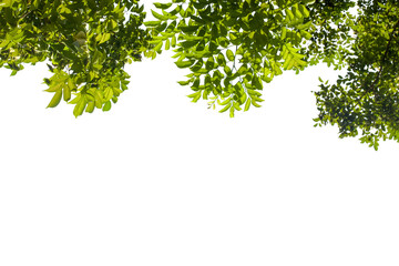 green leaves isolated on white