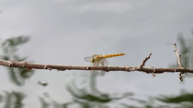 Dragonfly is on a dry branch on the river bank.