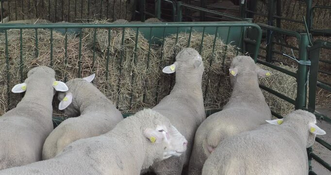 Sheep in Row Eating Hay Animal Enclosure Farming