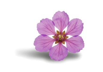 Isolated Pink Flower Blossom with Delicate Petals on White