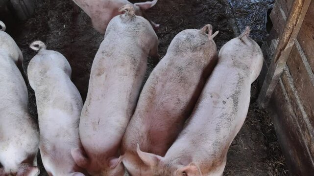 Herd of Dirty Pigs in Sty Domestic Farm