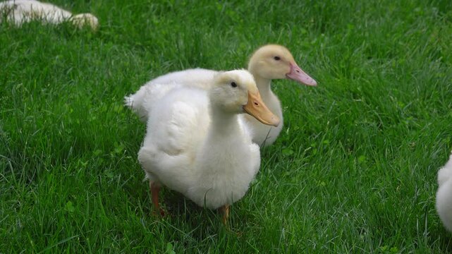 Cute Ducklings Enjoying a Day on Green Grass