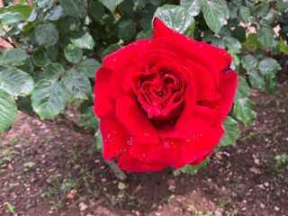 赤い薔薇のアップ。あしかがフラワーパークにて。