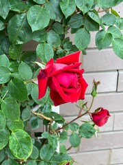 憂いのある赤い薔薇。あしかがフラワーパークにて。
