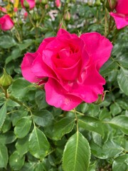 ピンクの薔薇。あしかがフラワーパークにて。