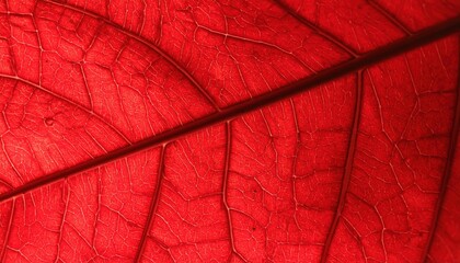 Obraz premium Exploring the intricate structure of a red leaf nature macro photography bright environment close-up perspective autumn beauty