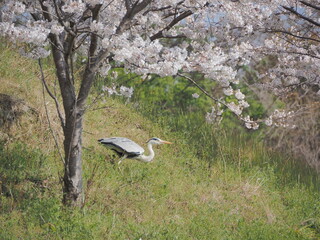 桜と飛翔前のサギ