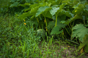 Green pumpkin growing among tall stems and wild grass in summer garden