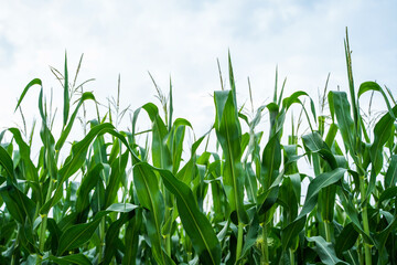 Lush green maize plants reaching toward sky under cloudy summer light