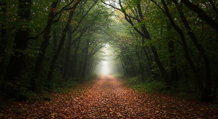 Obraz premium 神秘的な森道 柔らかな光が差し込む紅葉の秋 This translates roughly to: 