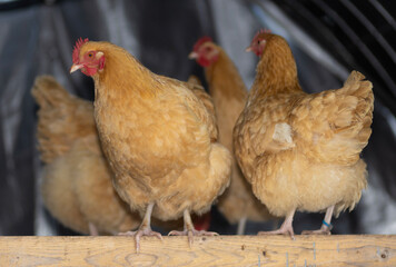 Free ranging chicken hens staying warm on a cold winter day