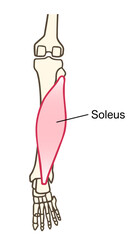 ふくらはぎの筋肉、下腿三頭筋の一つヒラメ筋