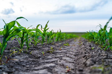 Low angle view of young corn seedlings growing in rows on cultivated farmland