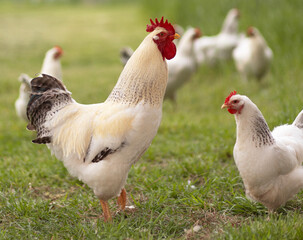 Delaware chicken rooster close to one of his free ranging hens on a green pasture