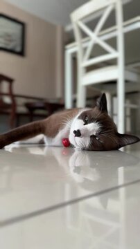 Vertical video of Thai white and brown cat lying on floor, thinking and relaxing at warm and cozy home.