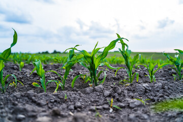 Low angle view of young corn seedlings emerging from fertile dark soil rows