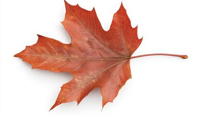 Naklejka premium Detailed Autumn Maple Leaf On White Background