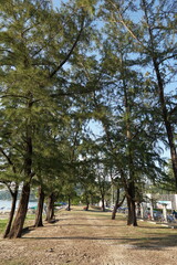 Obraz premium Scenic View of Tall Evergreen Trees Against a Clear Blue Sky by the Water's Edge