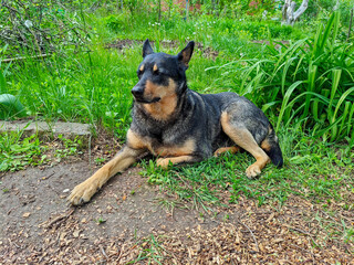 Contented Dog Lounging Outdoors