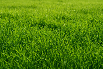 Lush Green Grass Field - Natural Texture Background