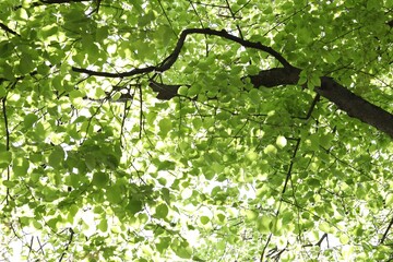 Beautiful tree crown with green leaves as background, low angle view