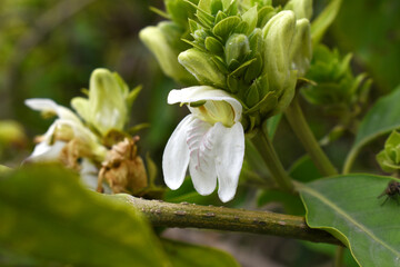 Obraz premium A green Plant of Justicia adhatoda vasica or malabar nut plant in selective focus and background blur, the white Justicia adhatoda blossom in spring, Chakwal, Punjab, Pakistan