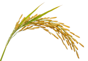 Ear of paddy rice, golden yellow organic rice ear cut out