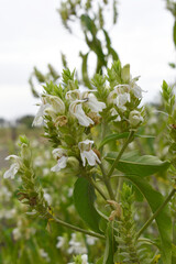 A green Plant of Justicia adhatoda vasica or malabar nut plant in selective focus and background blur, the white Justicia adhatoda blossom in spring, Chakwal, Punjab, Pakistan