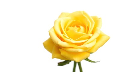 A single, vibrant yellow rose, fully bloomed, isolated on a white background