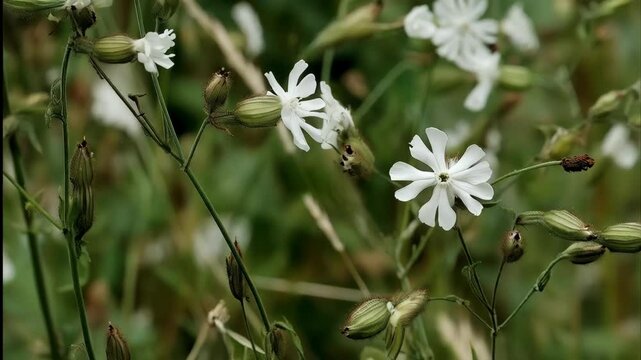 Close-up of delicate white campion wildflowers blooming amidst green foliage in an outdoor, natural environment.