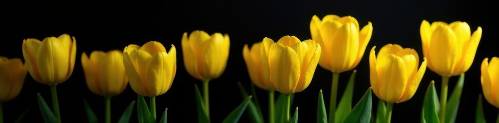 Obraz premium Vibrant yellow tulips against a stark black backdrop Springtime elegance , texture, black