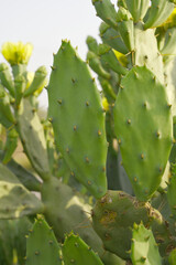 Eastern Prickly Pear Cactus (Opuntia humifusa) devil's-tongue or Indian fig, wild plant in nature closeup shot, prickly pear is a species of cactus that has long been a domesticated crop plant