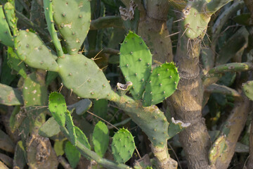 Eastern Prickly Pear Cactus (Opuntia humifusa) devil's-tongue or Indian fig, wild plant in nature closeup shot, prickly pear is a species of cactus that has long been a domesticated crop plant