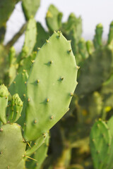 Eastern Prickly Pear Cactus (Opuntia humifusa) devil's-tongue or Indian fig, wild plant in nature closeup shot, prickly pear is a species of cactus that has long been a domesticated crop plant