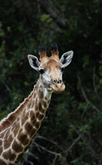 Adult Giraffe Face and Neck