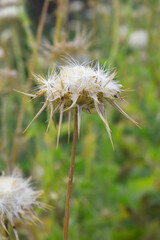 Pink milk thistle flower on green background, Field with Silybum marianum (Milk Thistle) , Medical plants.Blessed milk thistle pink flowersin field. Silybum marianum herbal remedy plant. Banner.