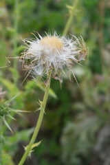 Pink milk thistle flower on green background, Field with Silybum marianum (Milk Thistle) , Medical plants.Blessed milk thistle pink flowersin field. Silybum marianum herbal remedy plant. Banner.