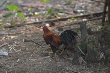Rooster standing in a natural setting