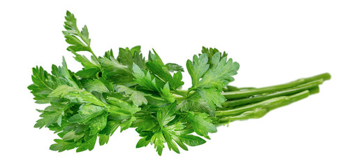 bunch of fresh green parsley leaf isolated on white background,