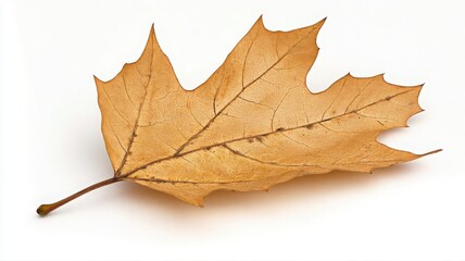 Fototapeta premium Dried Maple Leaf on White Background