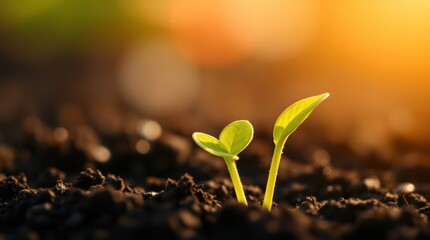 Two young seedlings emerge from dark soil, bathed in warm, golden sunlight