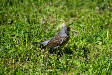 fieldfare sitting on the grass and watching