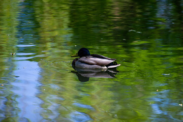 duck on the water
