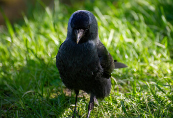 a western jackdaw on thr grass