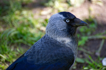 a portrait of western jackdaw