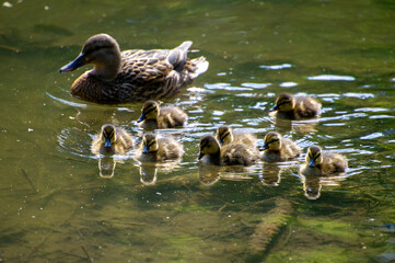 family of ducks on the water